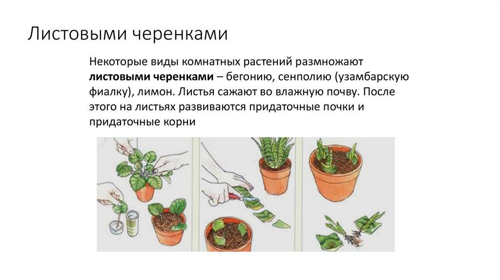 Листовыми черенками