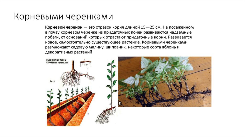 Корневыми черенками