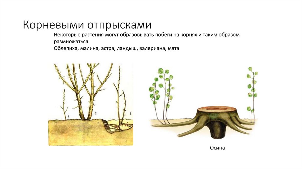 Корневыми отпрысками