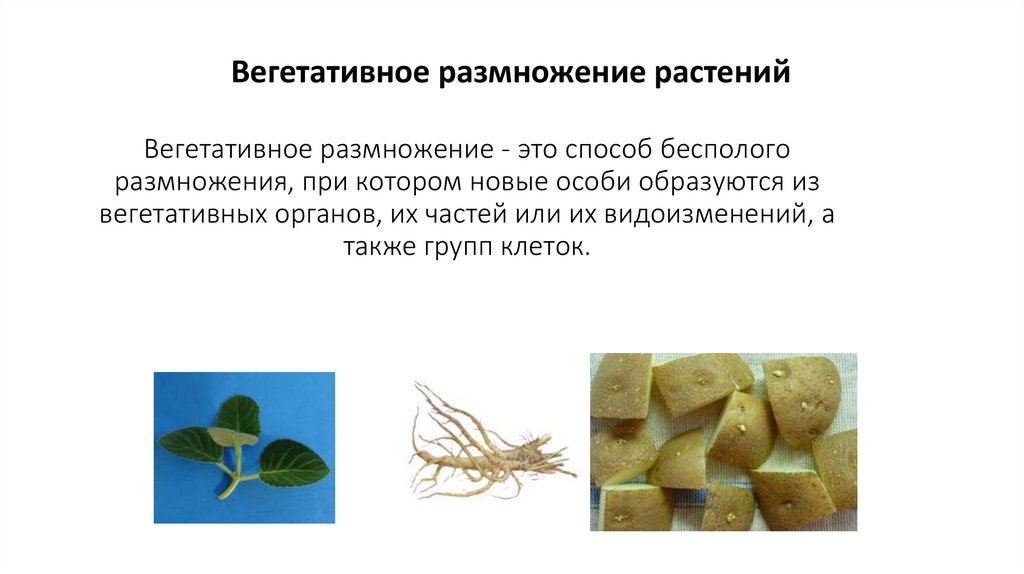 Вегетативное размножение - это способ бесполого размножения, при котором новые особи образуются из вегетативных органов, их