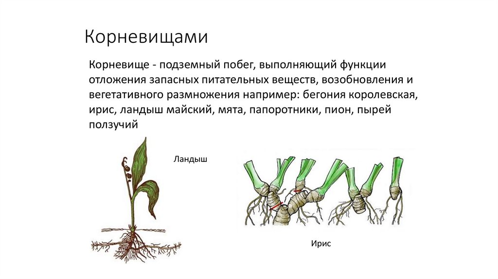 Корневищами