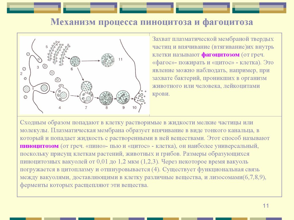 Механизм процесса пиноцитоза и фагоцитоза