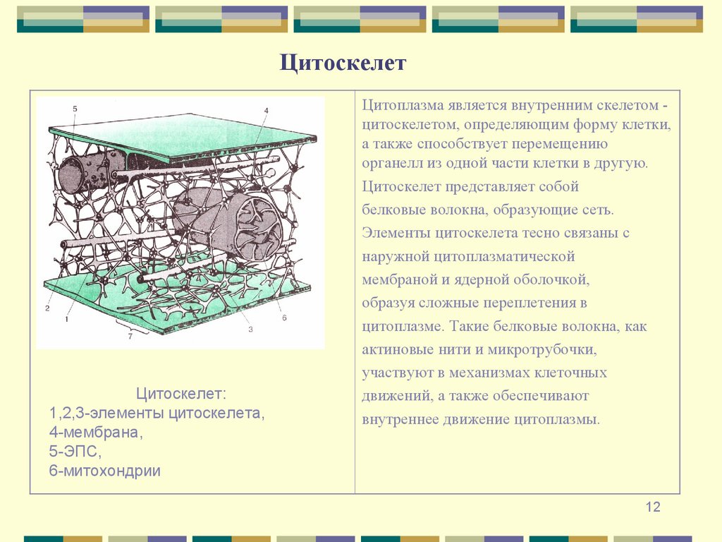 Цитоскелет