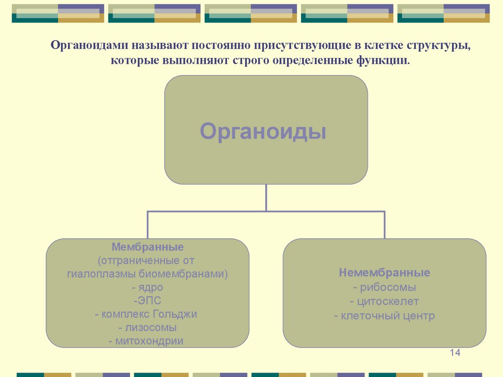 Органоидами называют постоянно присутствующие в клетке структуры, которые выполняют строго определенные функции.