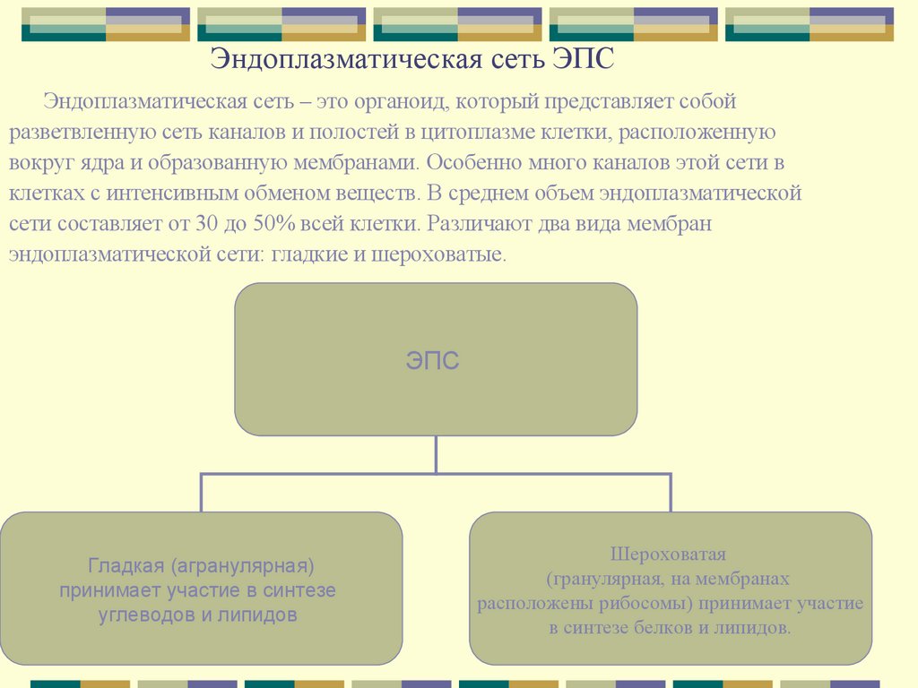 Эндоплазматическая сеть ЭПС