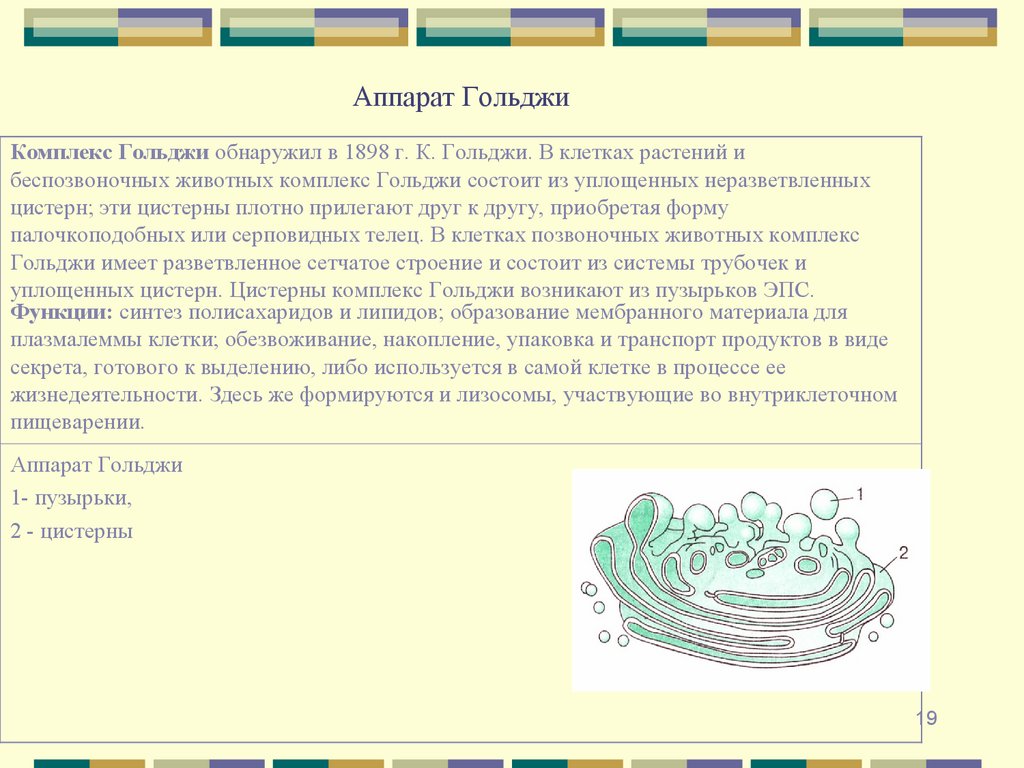 Аппарат Гольджи