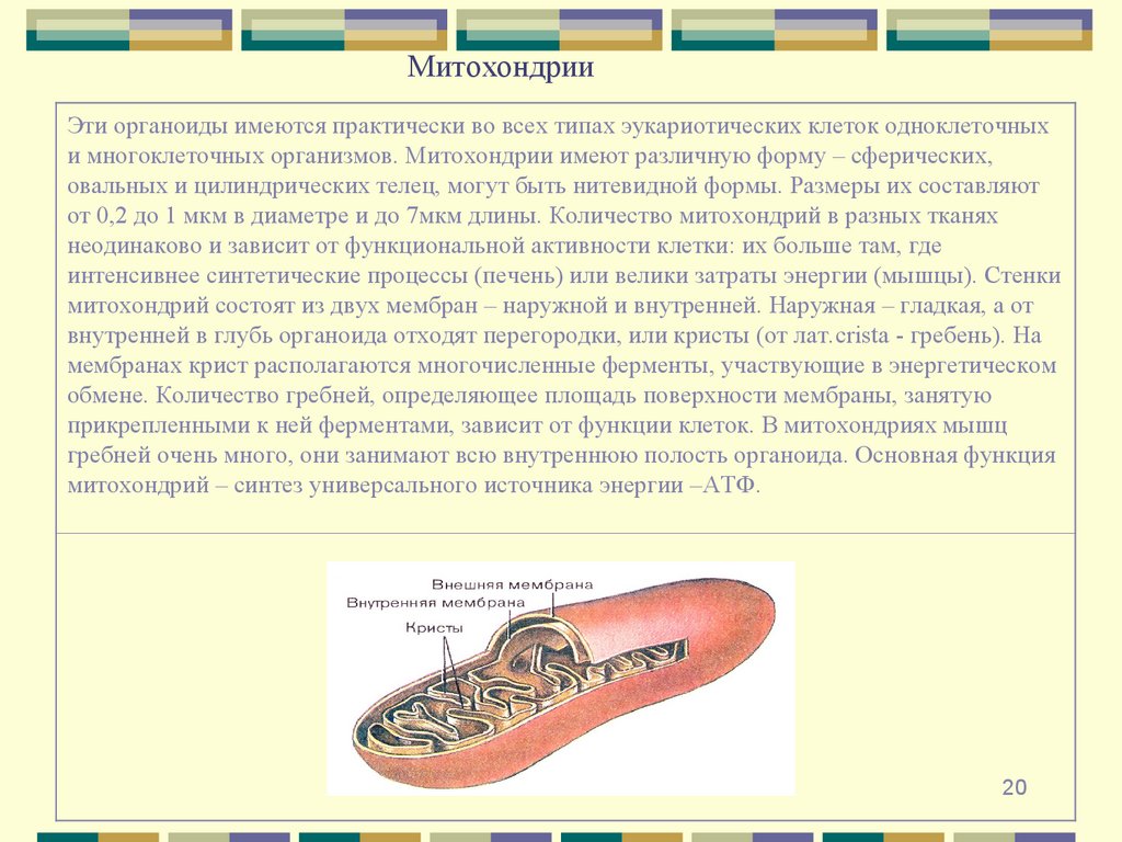 Митохондрии