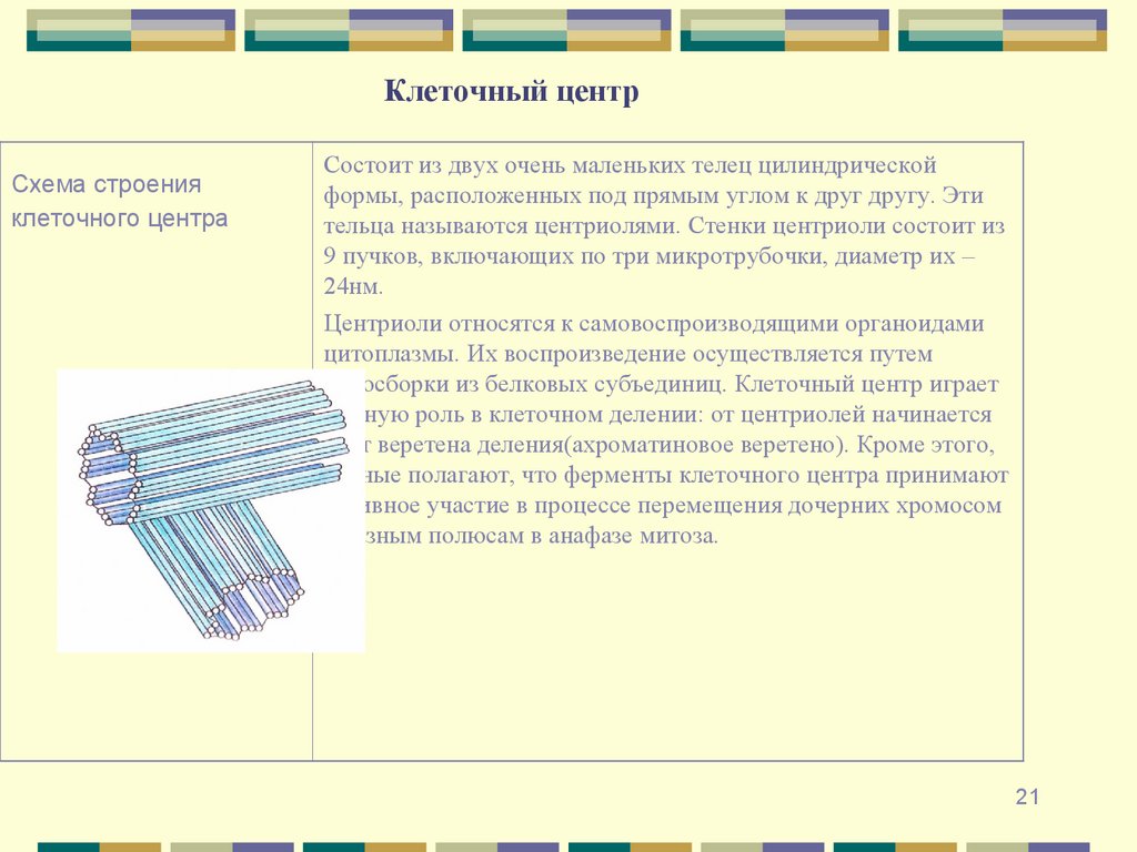 Клеточный центр