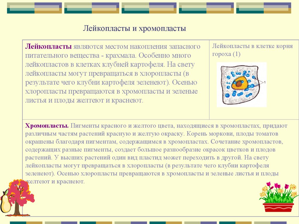 Лейкопласты и хромопласты
