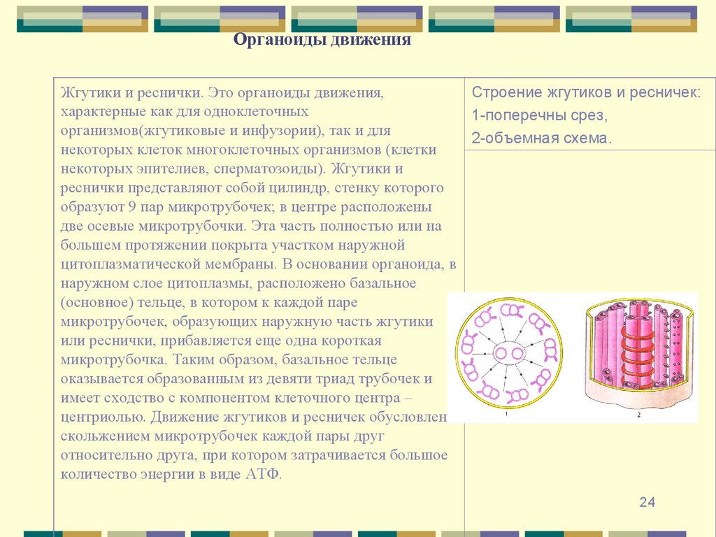 Органоиды движения