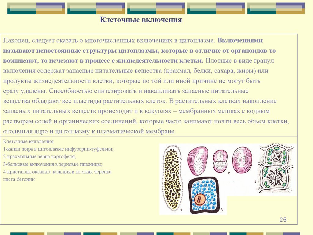 Клеточные включения