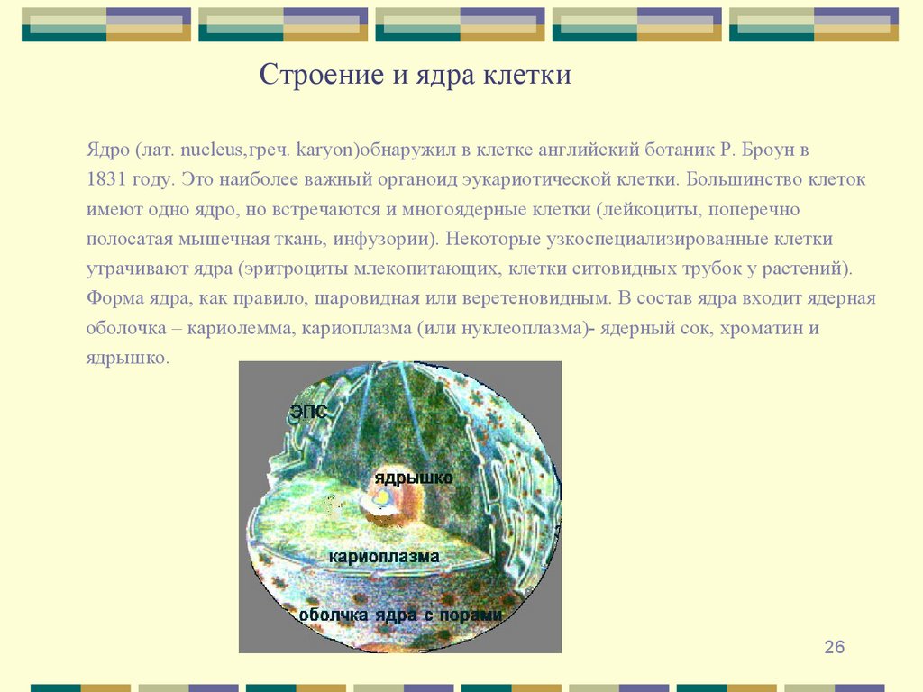 Строение и ядра клетки