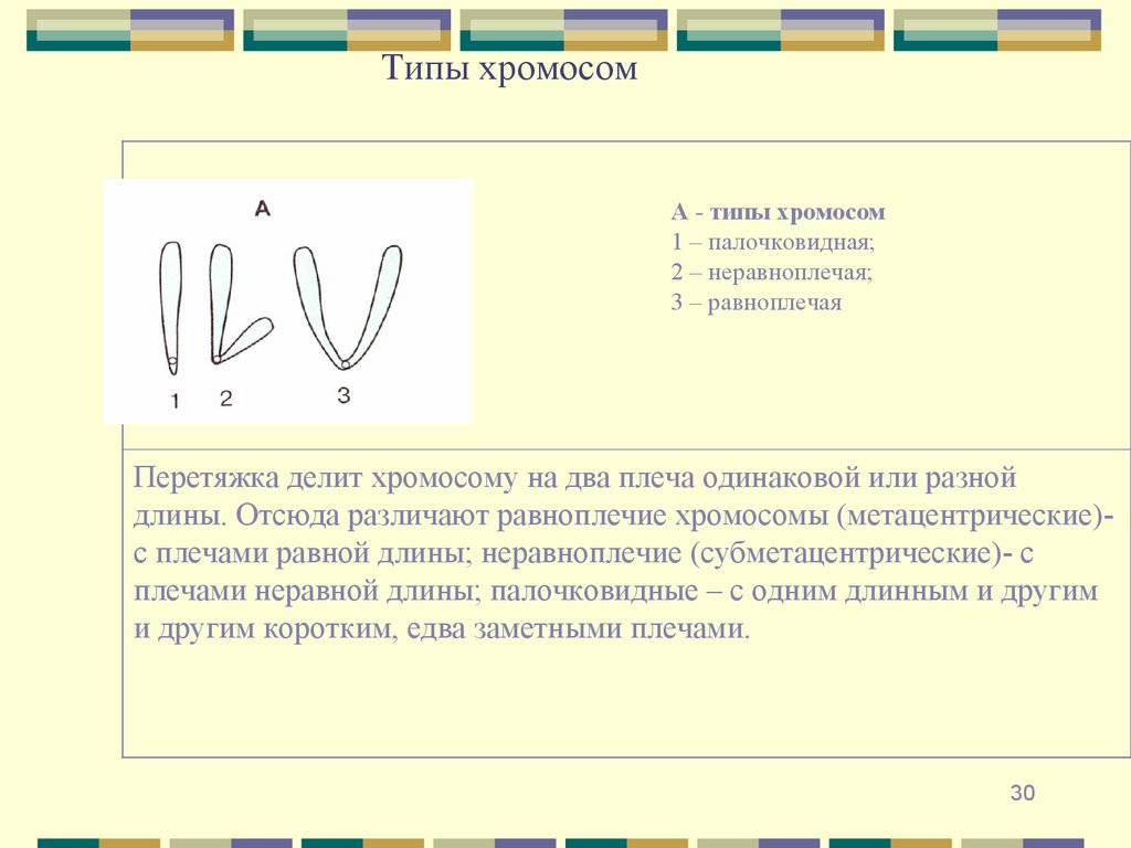 Типы хромосом