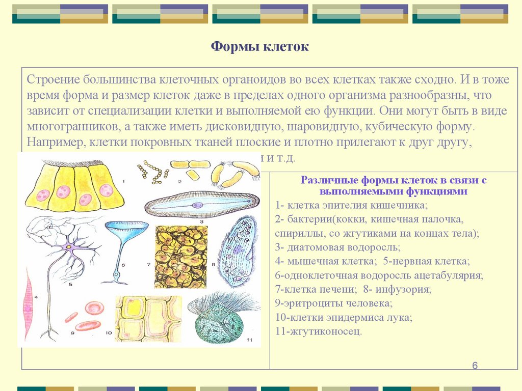 Формы клеток