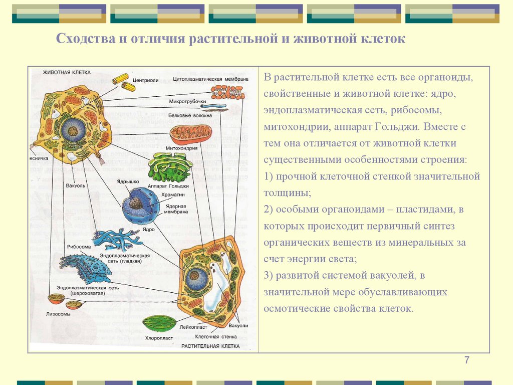 Сходства и отличия растительной и животной клеток