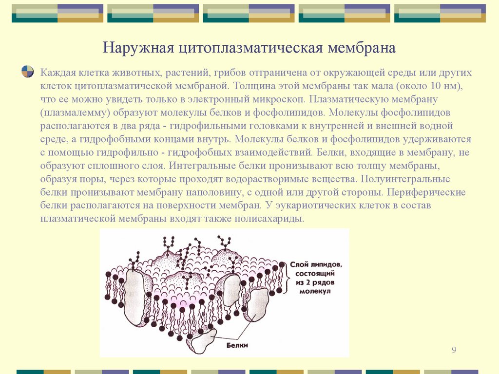 Наружная цитоплазматическая мембрана