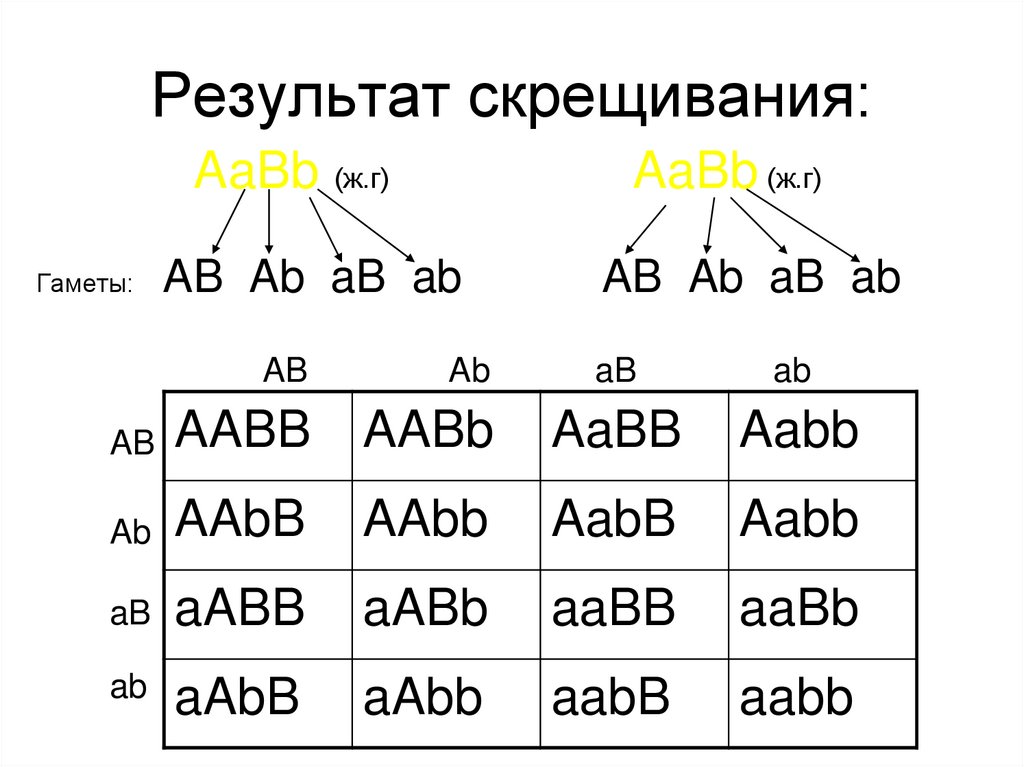 Результат скрещивания:
