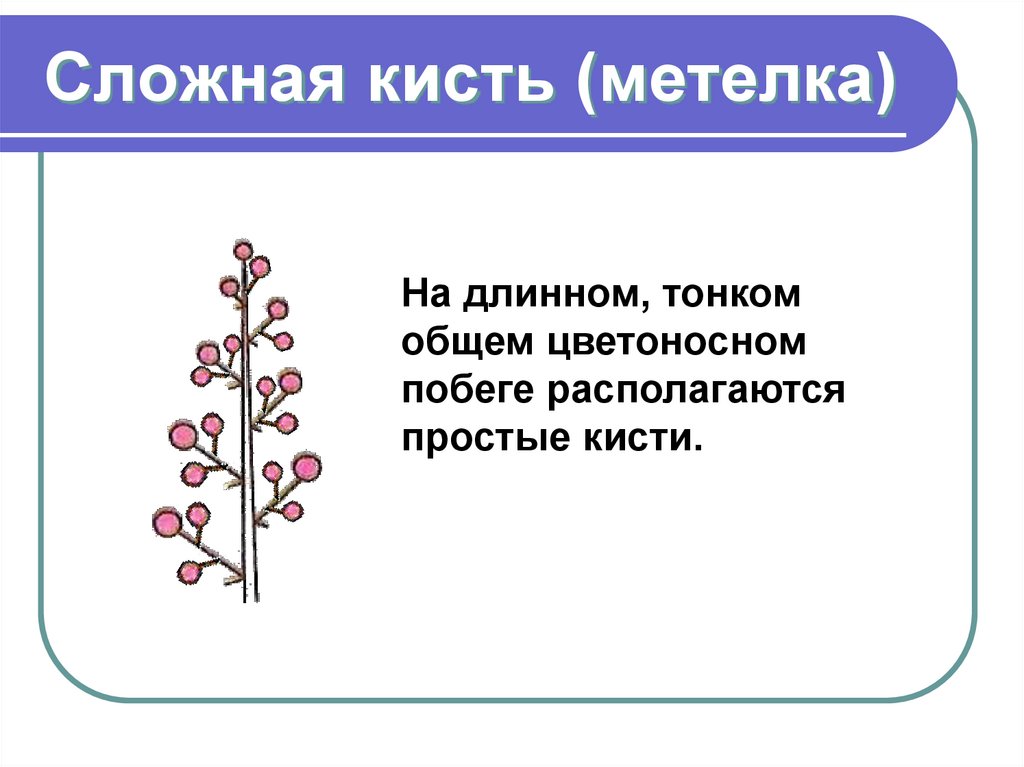 Сложная кисть (метелка)