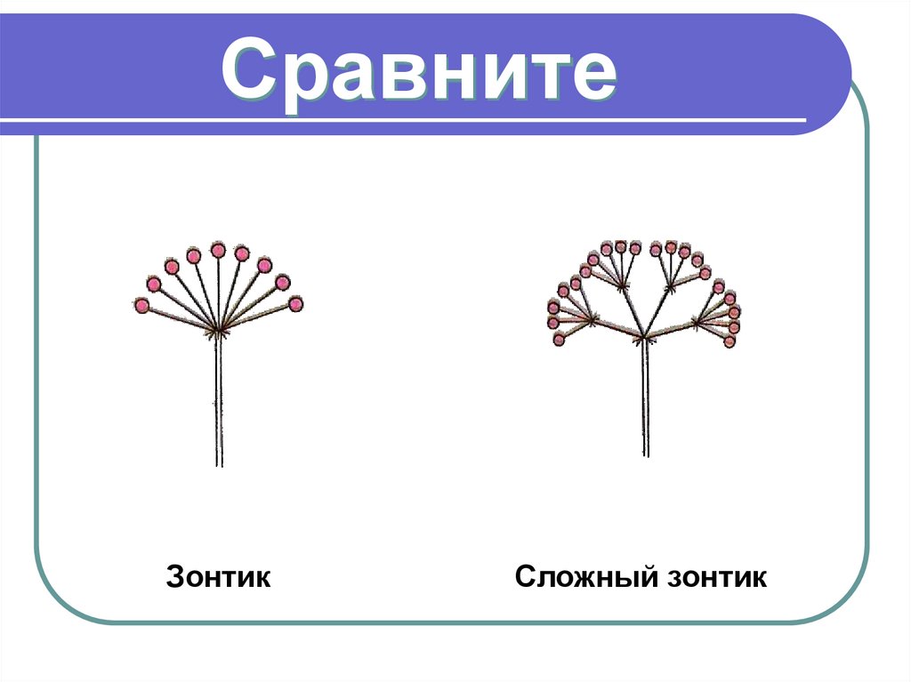 Сравните