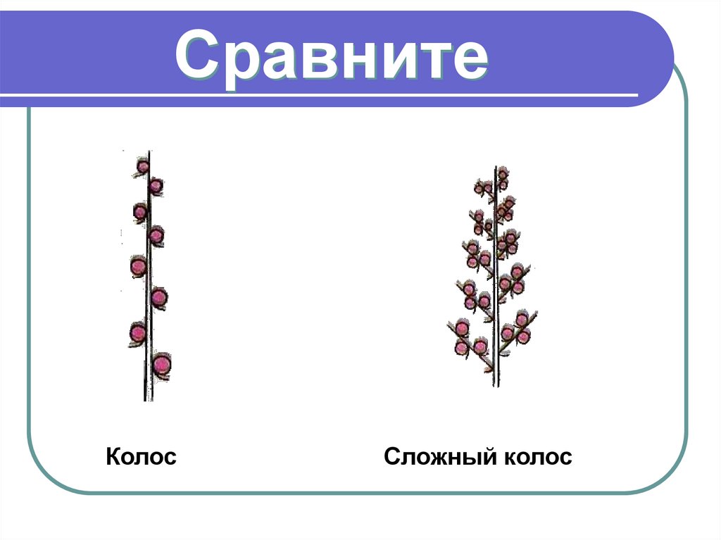 Сравните