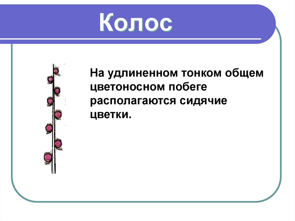 Колос
