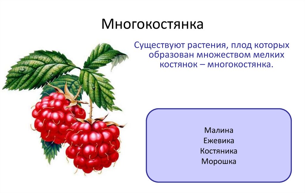 Многокостянка