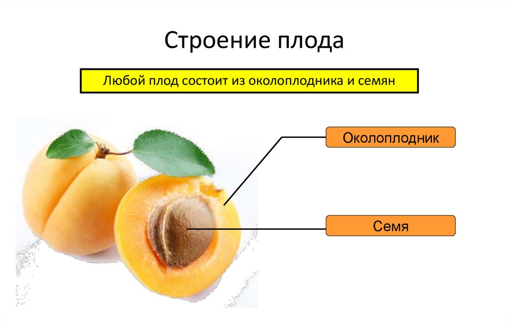 Строение плода