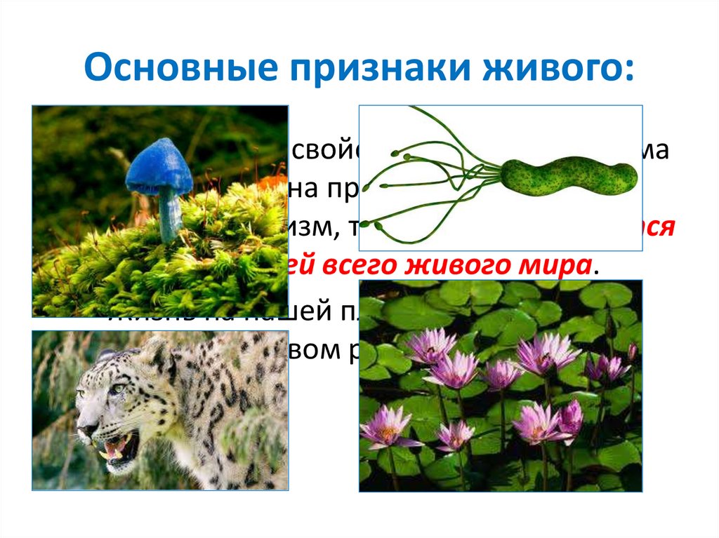 Основные признаки живого: