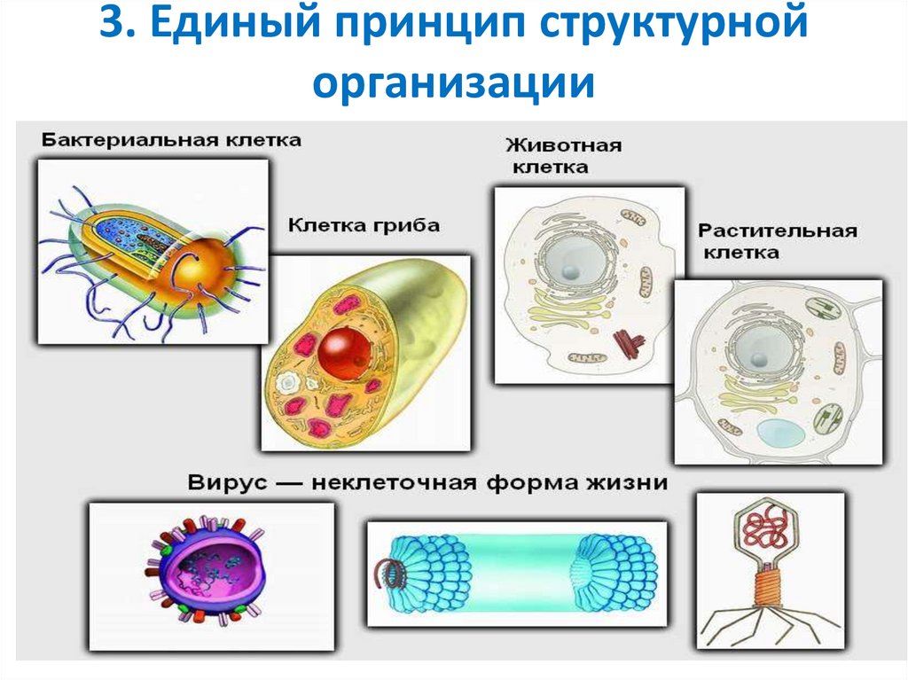 3. Единый принцип структурной организации