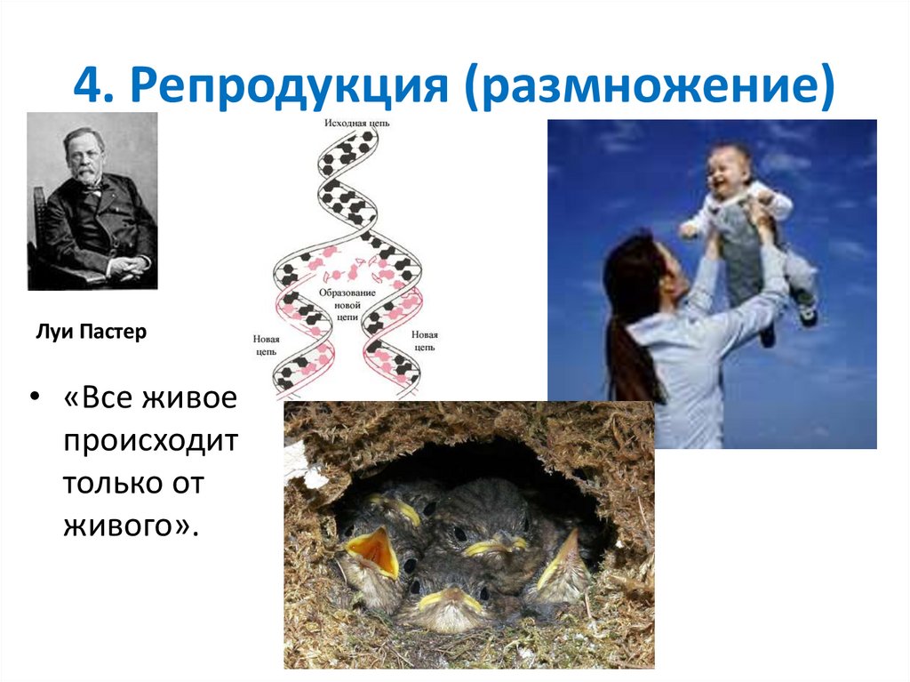 4. Репродукция (размножение)