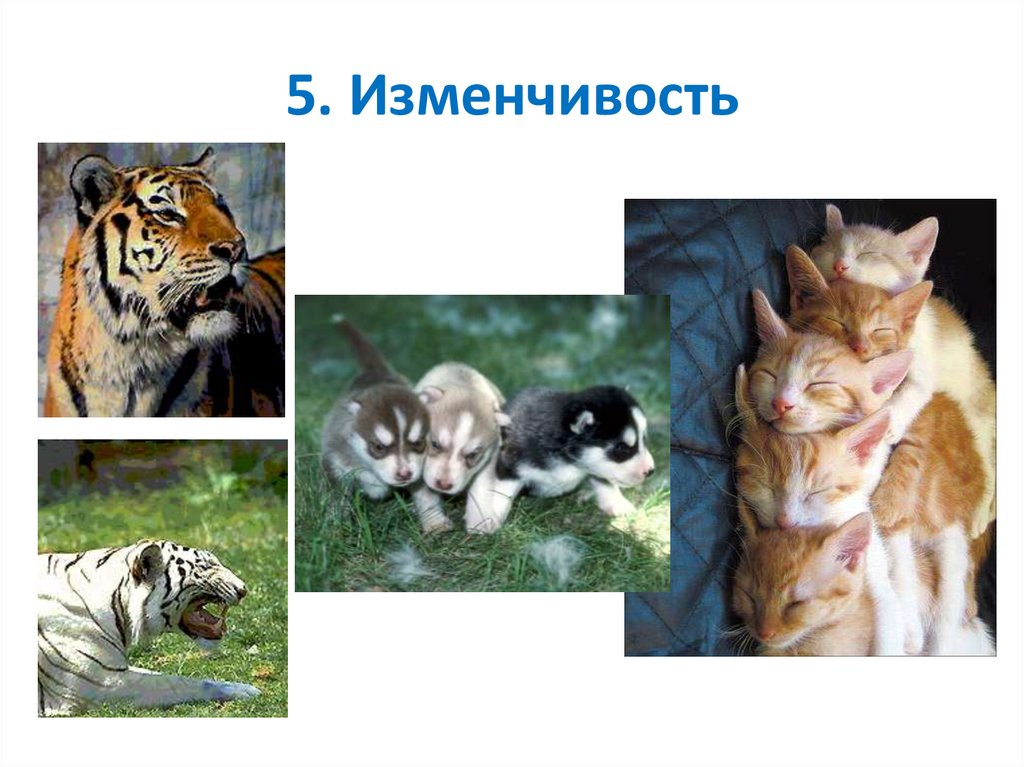 5. Изменчивость