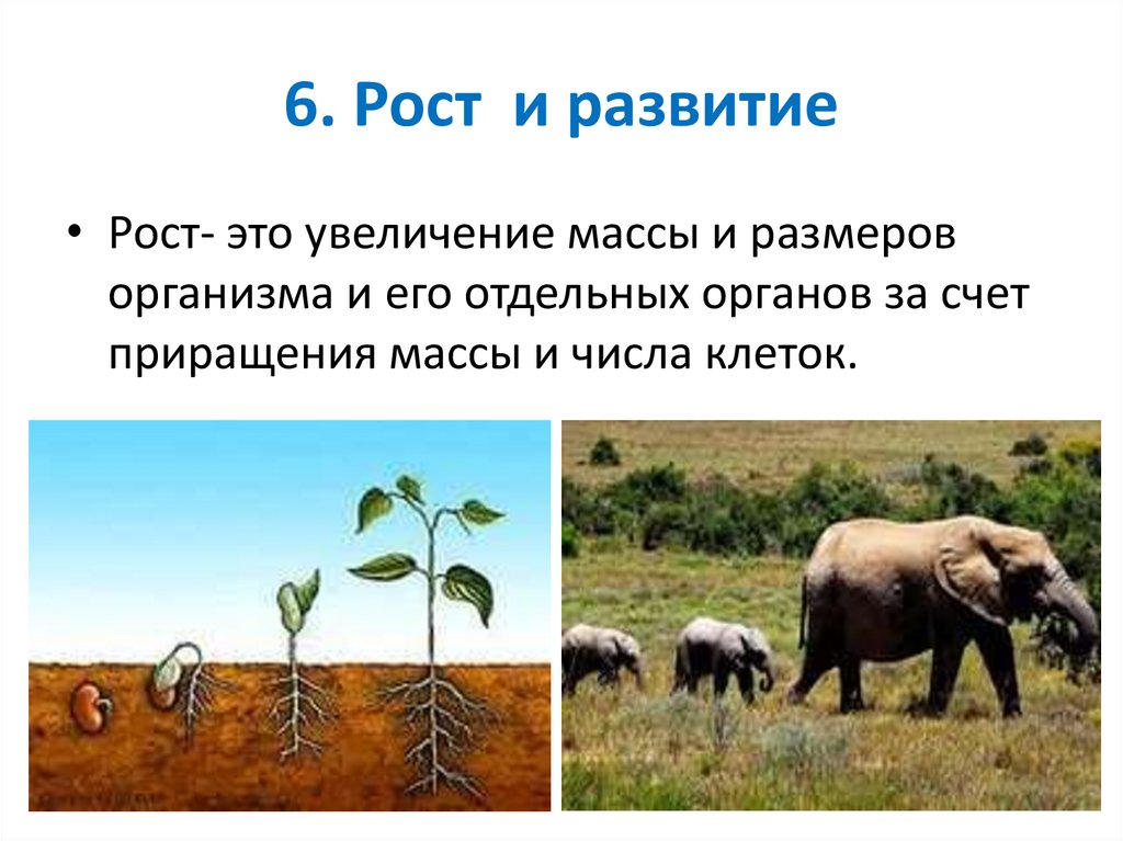 6. Рост и развитие