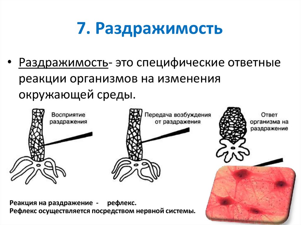 7. Раздражимость