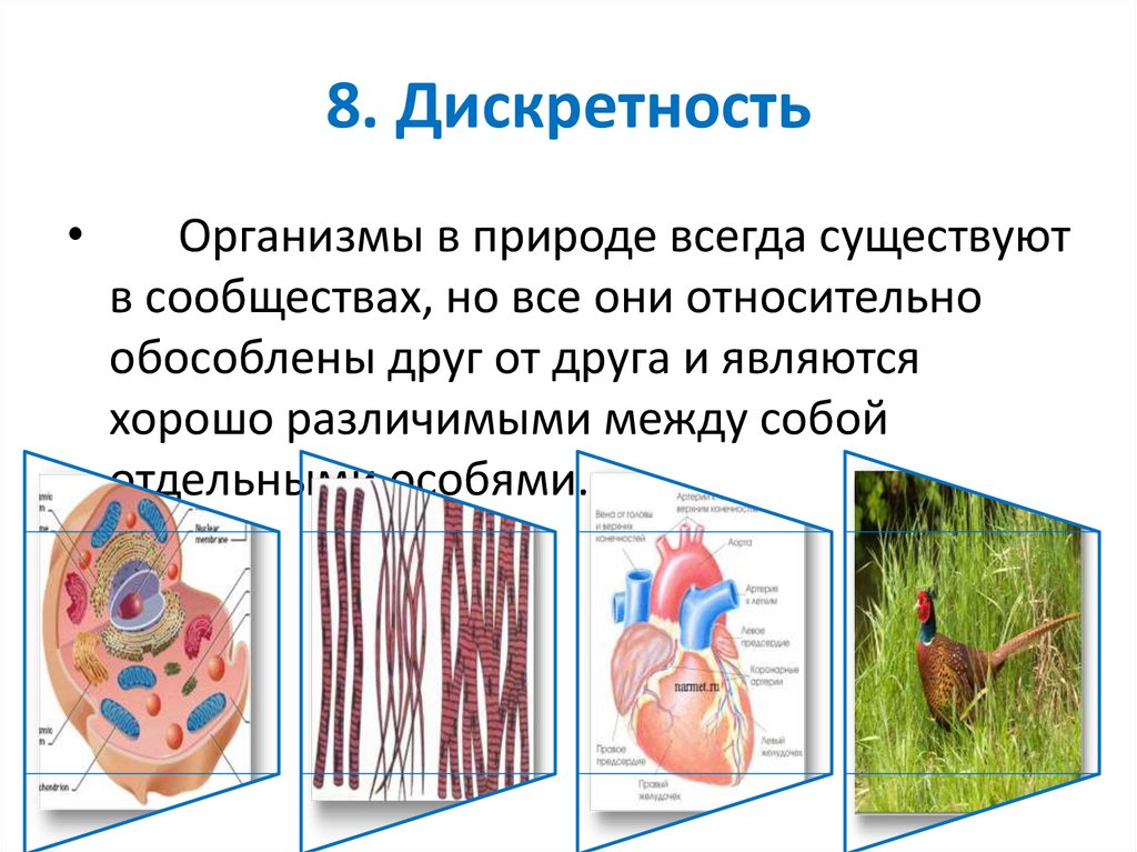 8. Дискретность