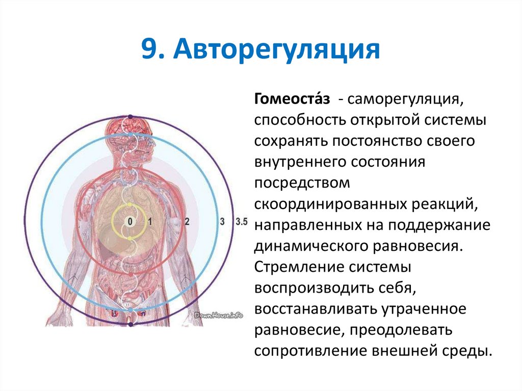 9. Авторегуляция