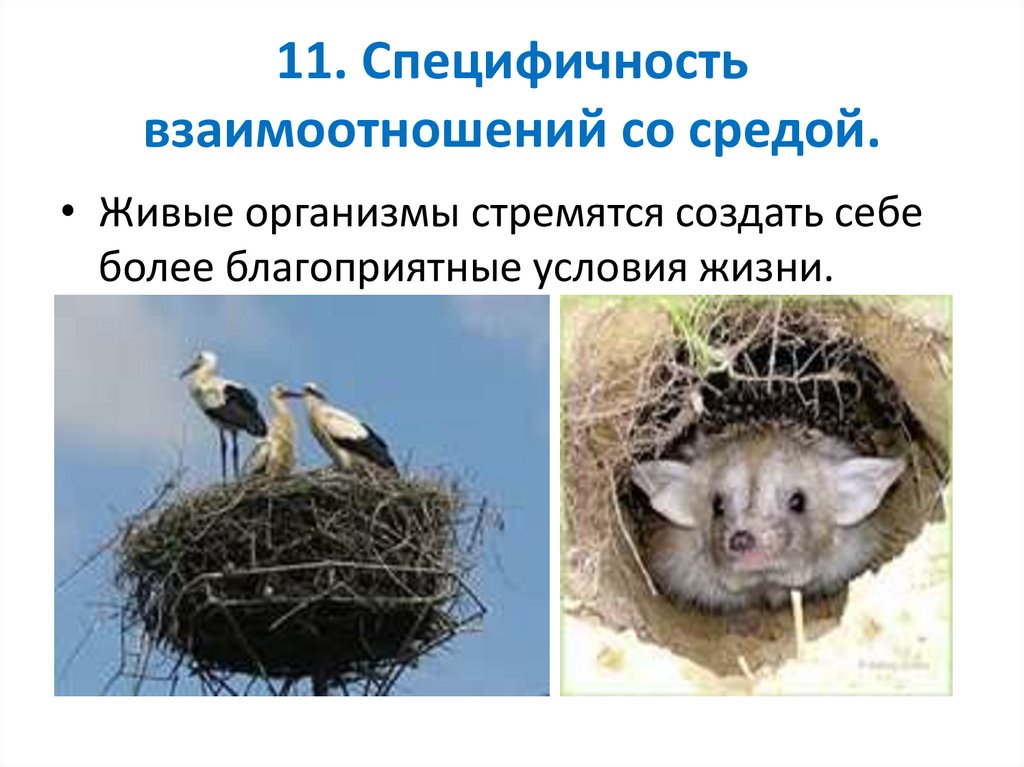 11. Специфичность взаимоотношений со средой.