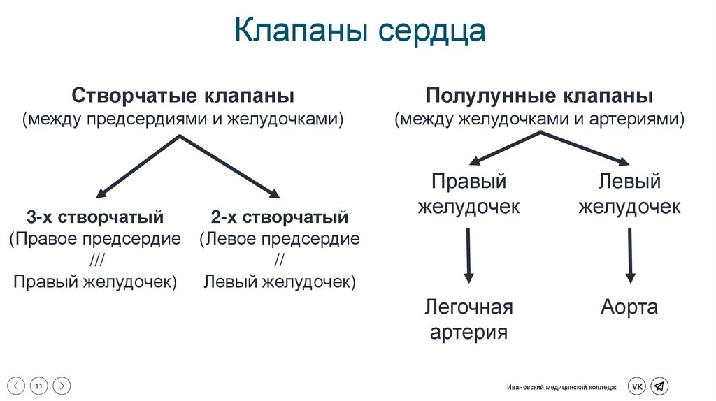 Клапаны сердца