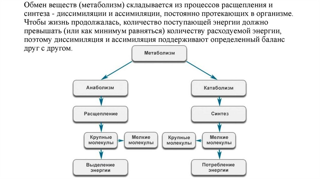 Обмен веществ (метаболизм) складывается из процессов расщепления и синтеза - диссимиляции и ассимиляции, постоянно протекающих