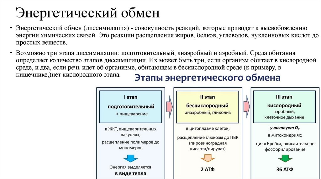 Энергетический обмен