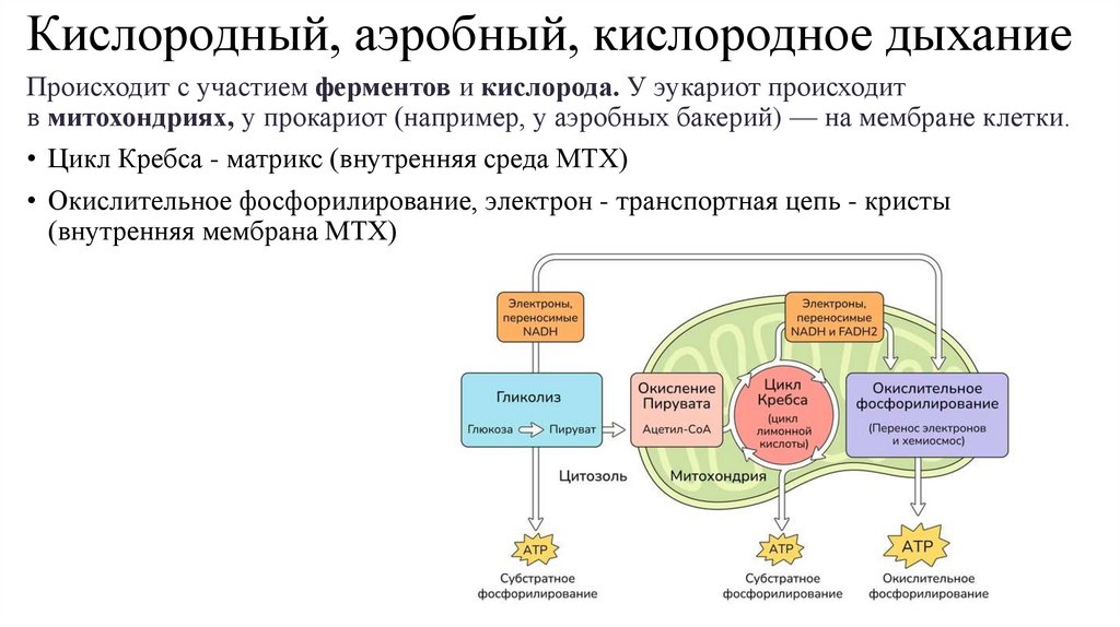 Кислородный, аэробный, кислородное дыхание