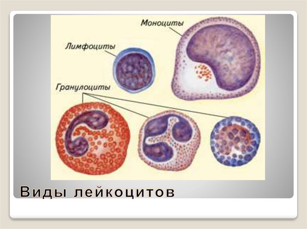 Виды лейкоцитов
