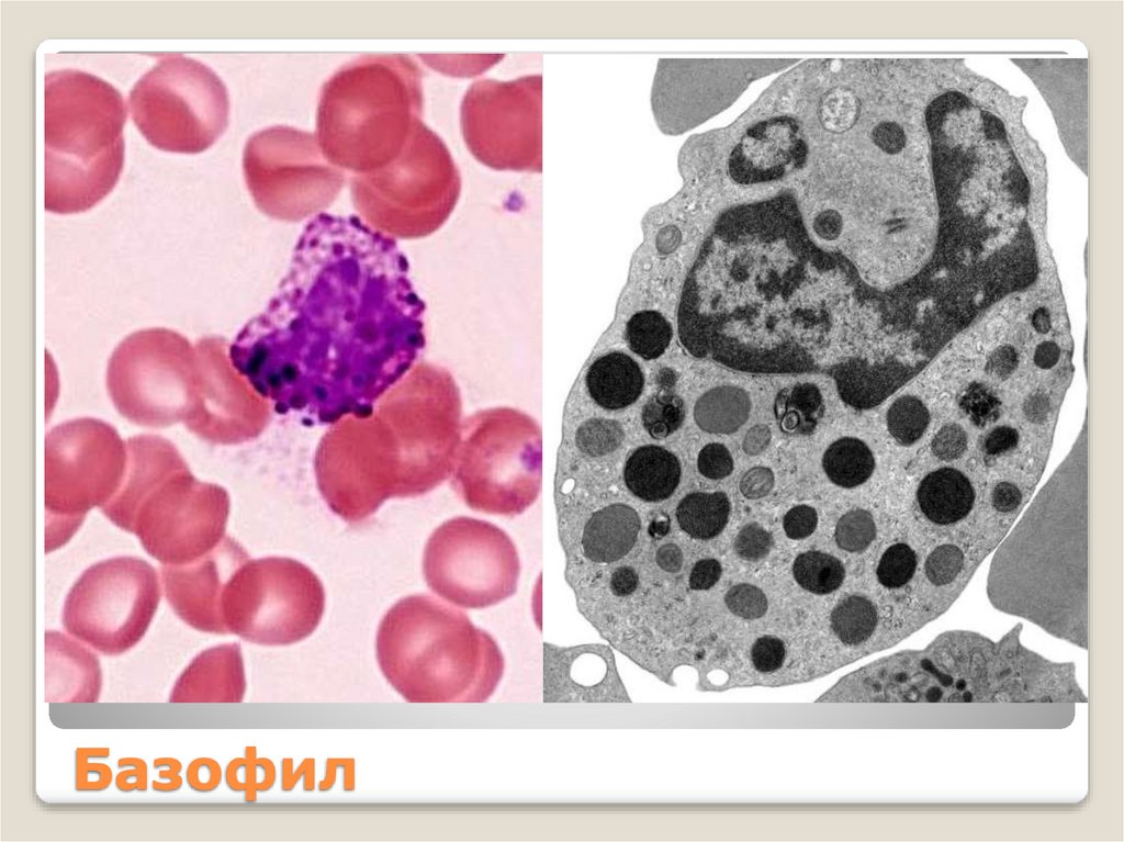 Базофил