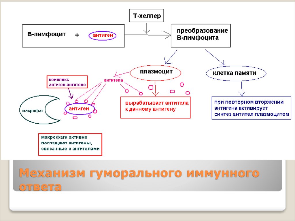 Механизм гуморального иммунного ответа