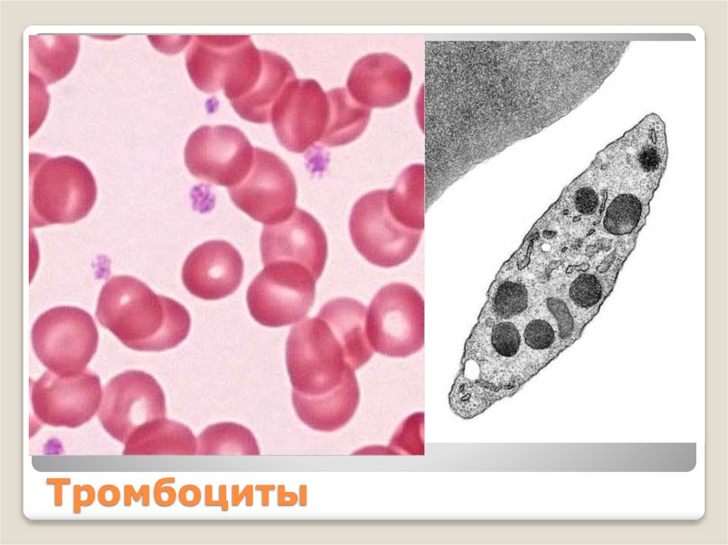 Тромбоциты