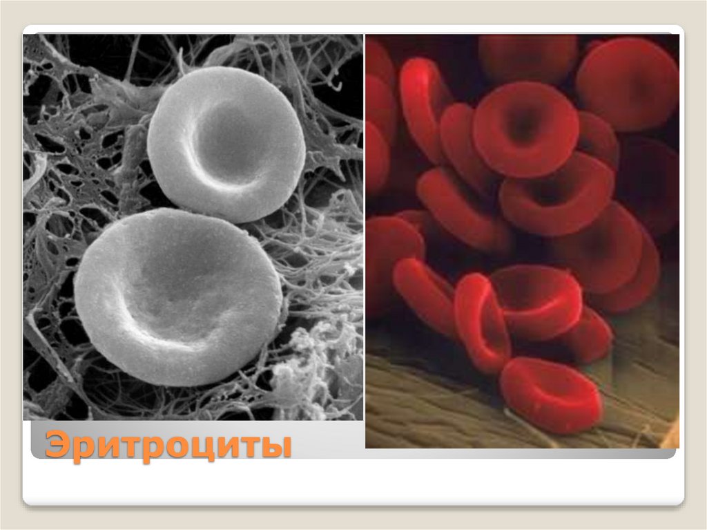 Эритроциты