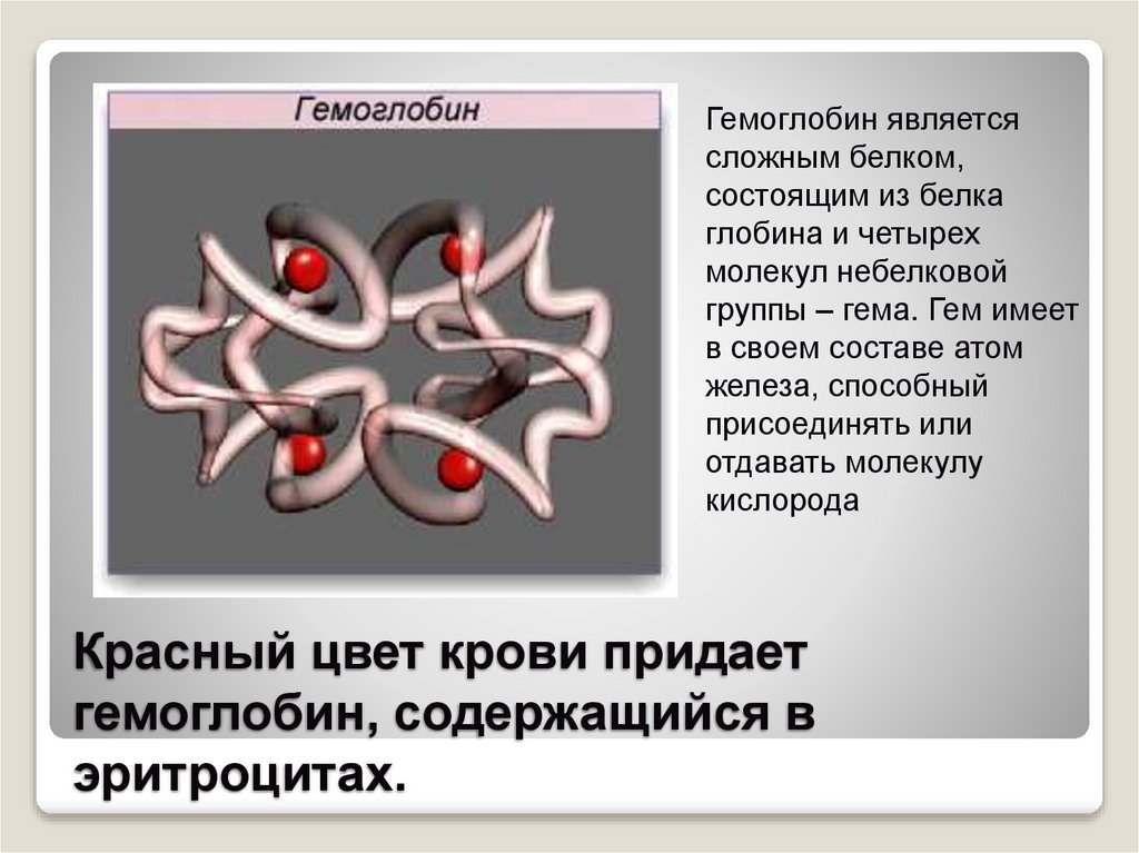 Красный цвет крови придает гемоглобин, содержащийся в эритроцитах.