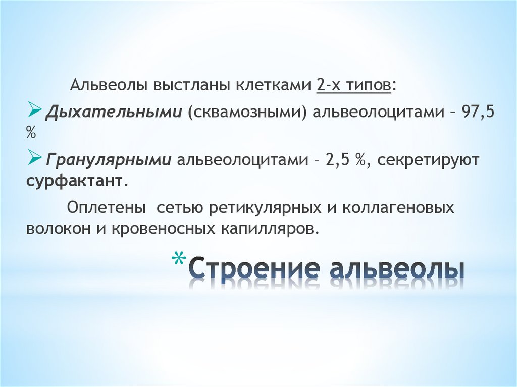 Строение альвеолы