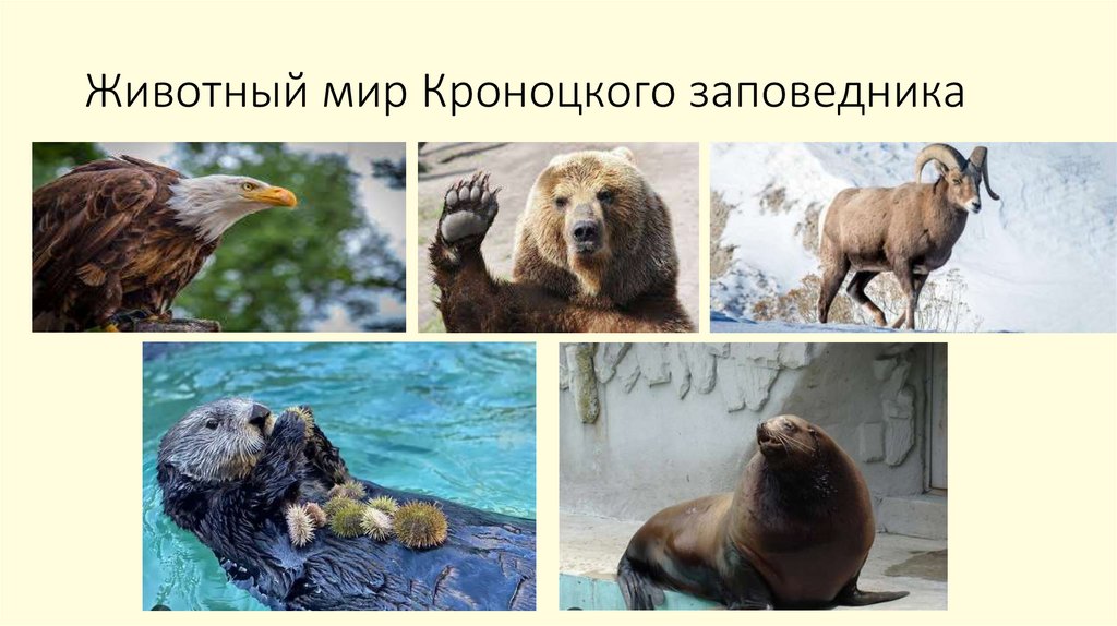 Животный мир Кроноцкого заповедника