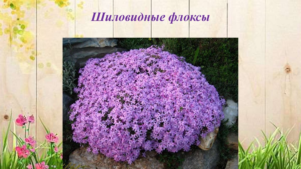 Шиловидные флоксы