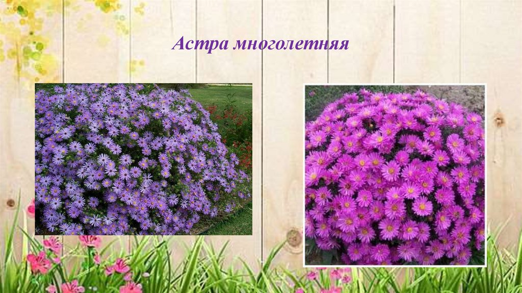 Астра многолетняя